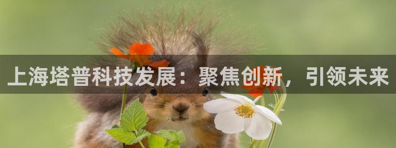 门徒娱乐帝国：上海塔普科技发展：聚焦创新，引领未来